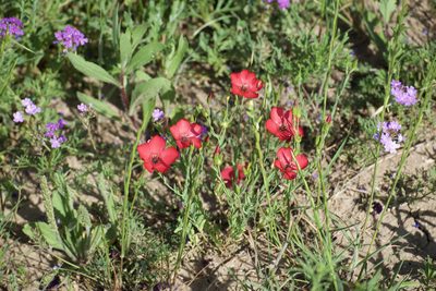 Linum grandiflorum, photographed by Trey Philips