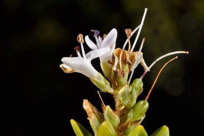 Veronica venustula, photographed by Pieter Pelser