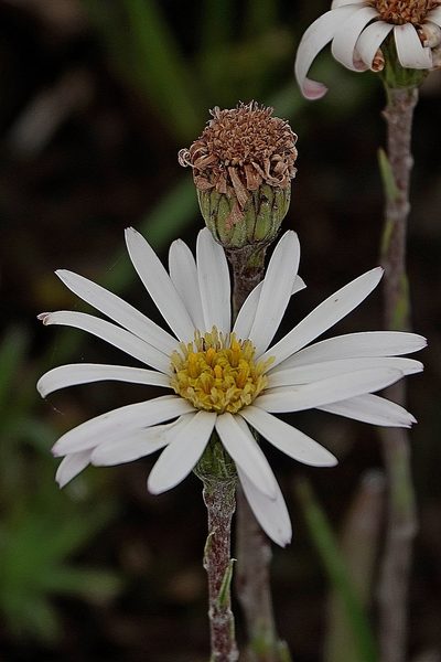 Celmisia pugioniformis, photographed by Max Campbell