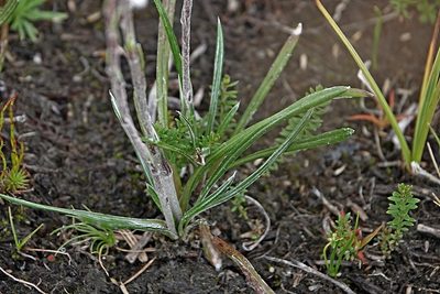 Celmisia pugioniformis, photographed by Max Campbell