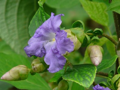 Strobilanthes callosa, photographed by Dinesh Valke