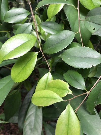 Ilex uraiensis, photographed by 鄭雪雲