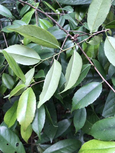 Ilex uraiensis, photographed by 鄭雪雲