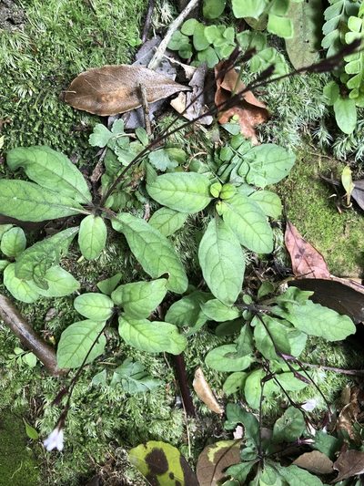 Staurogyne concinnula, photographed by 鄭雪雲