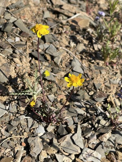 Coreopsis hamiltonii, photographed by Dee Shea Himes