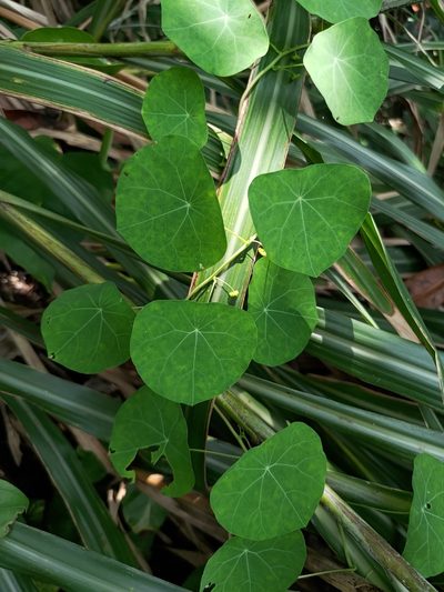 Stephania cephalantha, photographed by Lin Scott