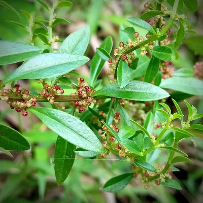 Ammannia baccifera, photographed by Beah Vega