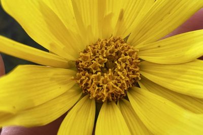 Coreopsis maritima, photographed by Madeleine Claire