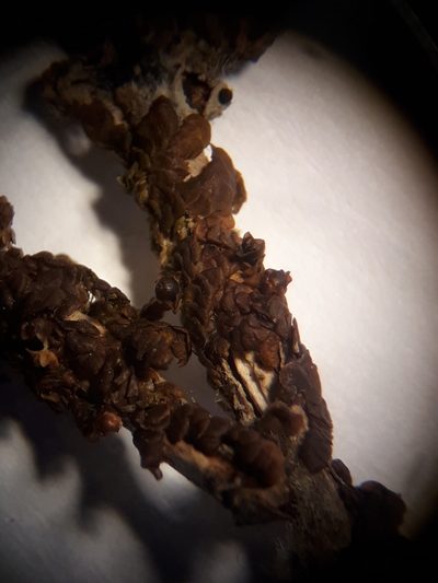 Frullania patula, photographed by Leon Perrie