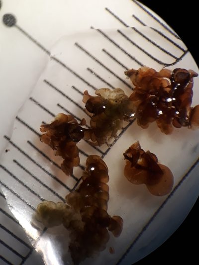 Frullania patula, photographed by Leon Perrie