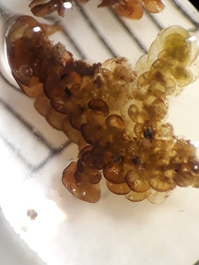 Frullania patula, photographed by Leon Perrie