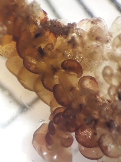 Frullania patula, photographed by Leon Perrie