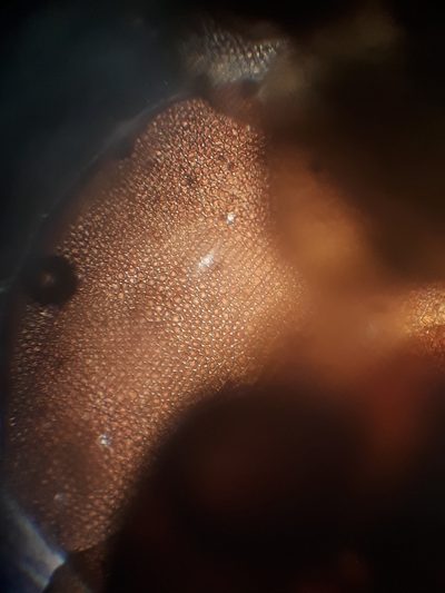 Frullania patula, photographed by Leon Perrie