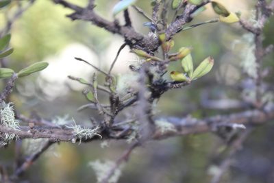 Dendrophthora clavata, photographed by Joe Dillon