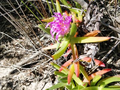 Carpobrotus glaucescens, photographed by Will Cornwell