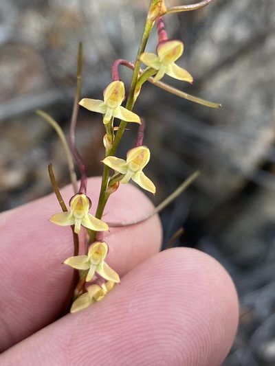 Disa salteri, photographed by Dave U