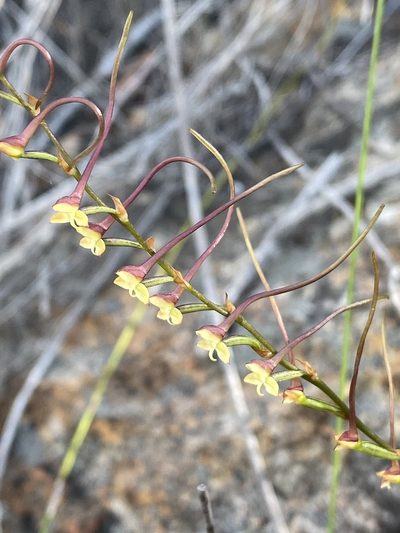 Disa salteri, photographed by Dave U