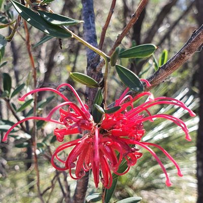 Grevillea speciosa, photographed by ronavery