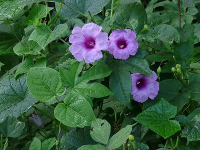 Ipomoea mauritiana, photographed by Dinesh Valke