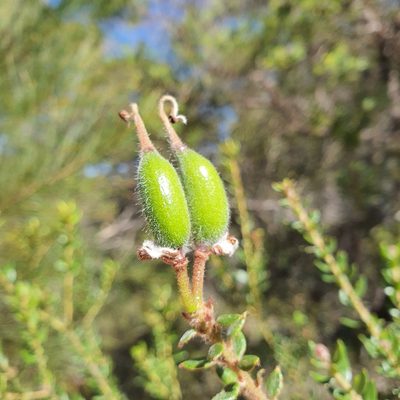 Grevillea buxifolia, photographed by ronavery