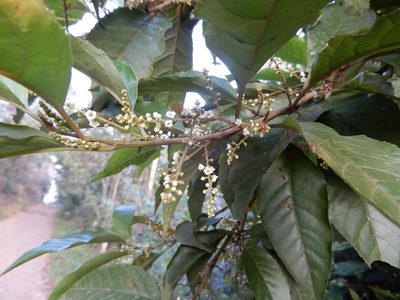 Maesa indica, photographed by Seema Merchant