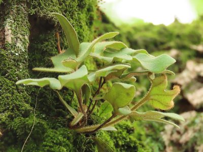 Pyrrosia polydactylos, photographed by chiuluan