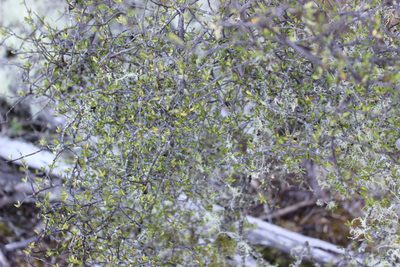 Pittosporum divaricatum, photographed by Joe Dillon