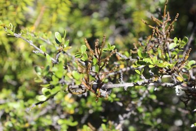 Dendrophthora clavata, photographed by Joe Dillon