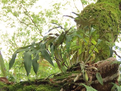 Pyrrosia polydactylos, photographed by chiuluan