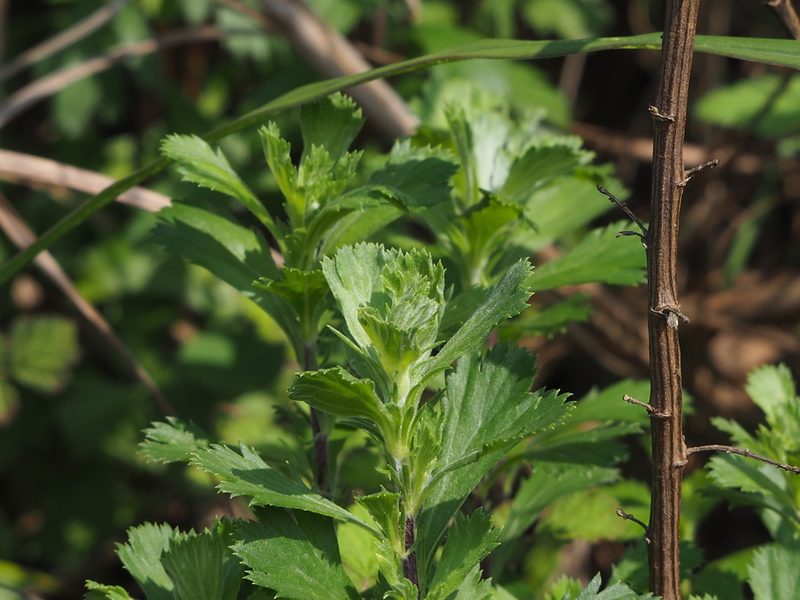 Artemisia japonica, photographed by 葉子