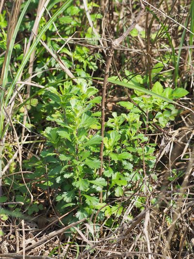 Artemisia japonica, photographed by 葉子