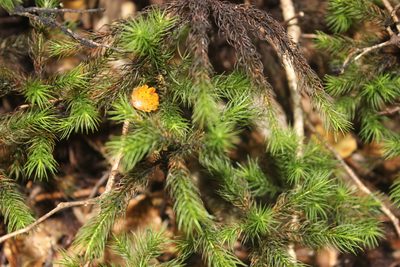 Dendroligotrichum tongariroense, photographed by Joe Dillon