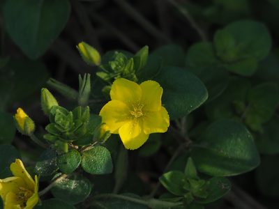 Lysimachia remota, photographed by 葉子