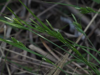 Carex breviculmis, photographed by 葉子