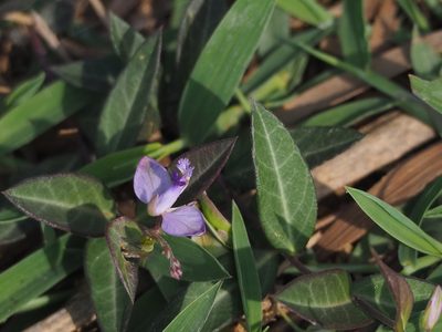 Polygala japonica, photographed by 葉子