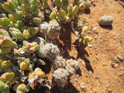 Anacampseros filamentosa, photographed by douglaseustonbrown