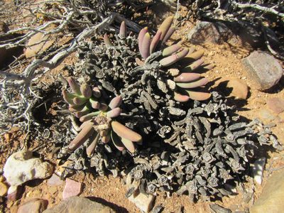 Cylindrophyllum tugwelliae, photographed by douglaseustonbrown