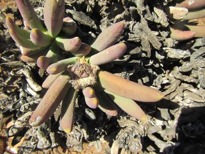 Cylindrophyllum tugwelliae, photographed by douglaseustonbrown