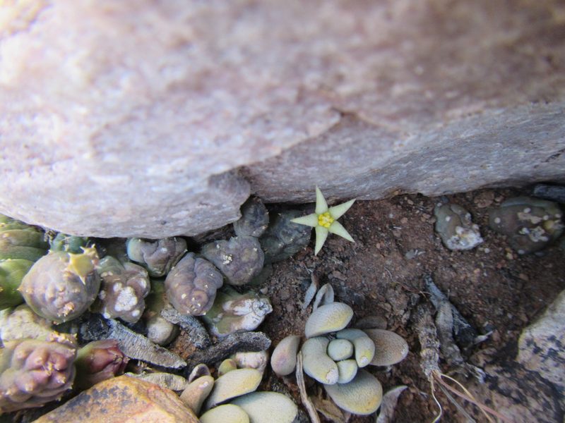 Piaranthus geminatus, photographed by douglaseustonbrown