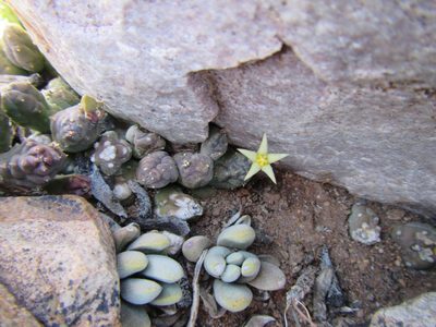 Piaranthus geminatus, photographed by douglaseustonbrown