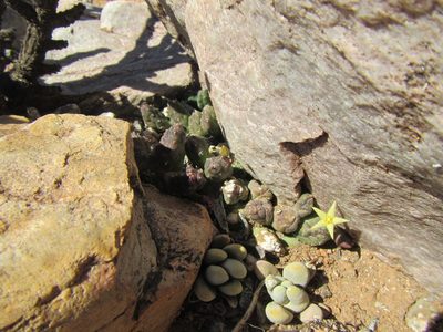 Piaranthus geminatus, photographed by douglaseustonbrown