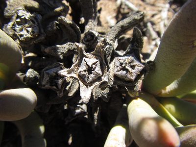 Cylindrophyllum tugwelliae, photographed by douglaseustonbrown