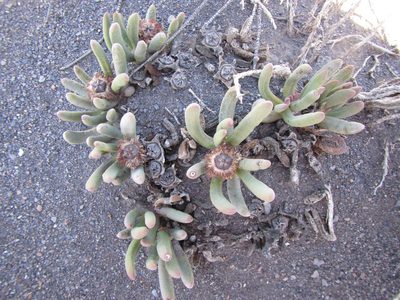 Cylindrophyllum tugwelliae, photographed by douglaseustonbrown