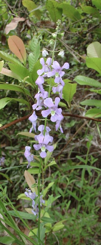Angelonia angustifolia, photographed by Jean-Paul Boerekamps