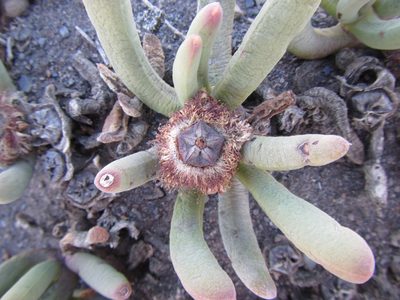 Cylindrophyllum tugwelliae, photographed by douglaseustonbrown