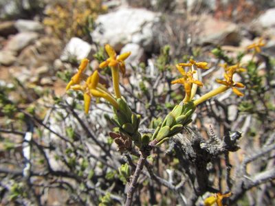 Lasiosiphon deserticola, photographed by douglaseustonbrown