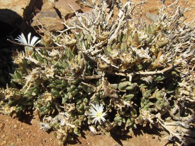 Trichodiadema mirabile, photographed by douglaseustonbrown