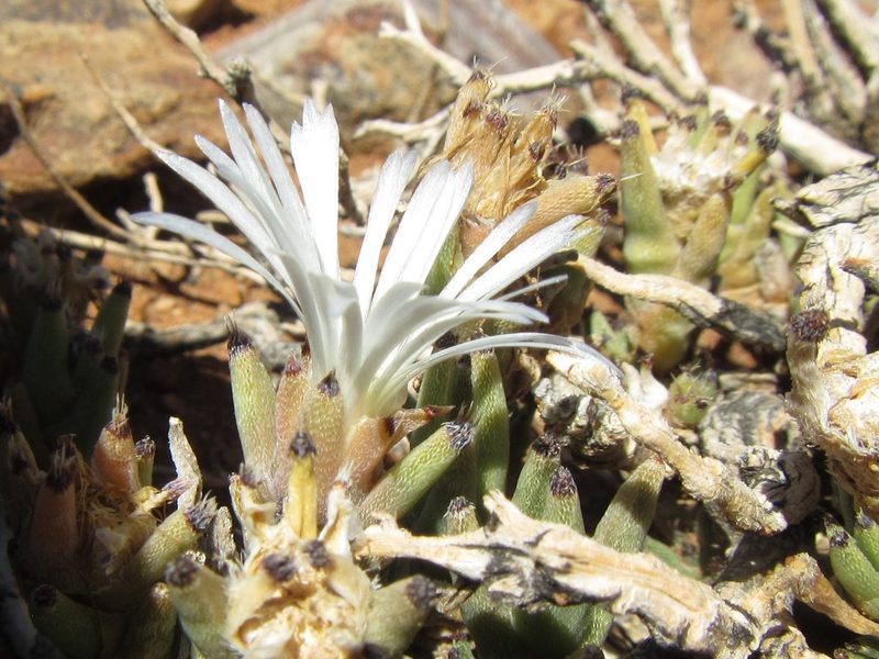 Trichodiadema mirabile, photographed by douglaseustonbrown