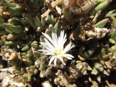 Trichodiadema mirabile, photographed by douglaseustonbrown
