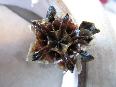 Cylindrophyllum tugwelliae, photographed by douglaseustonbrown